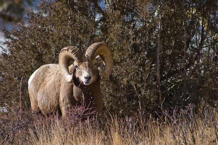 estes park bighorn sheep